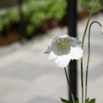 Foto: Sandra Englund