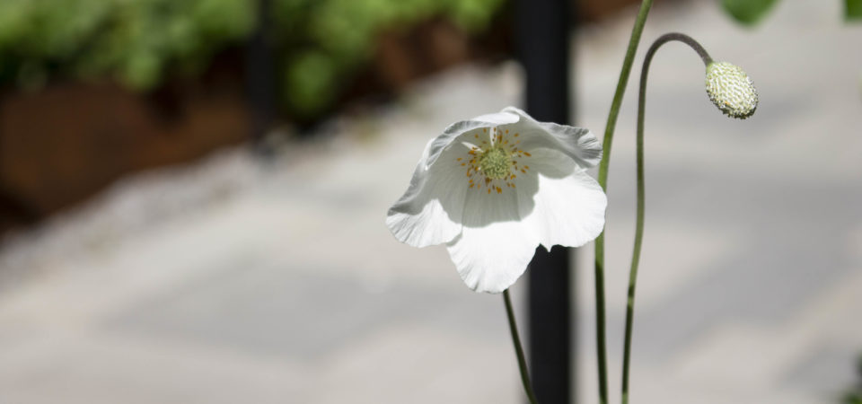 Foto: Sandra Englund